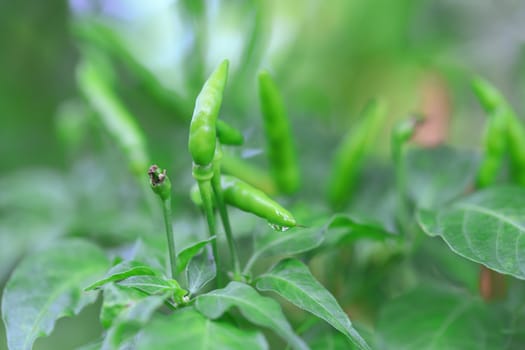 Green chilli in organic farm of chili organic garden in Thailand.