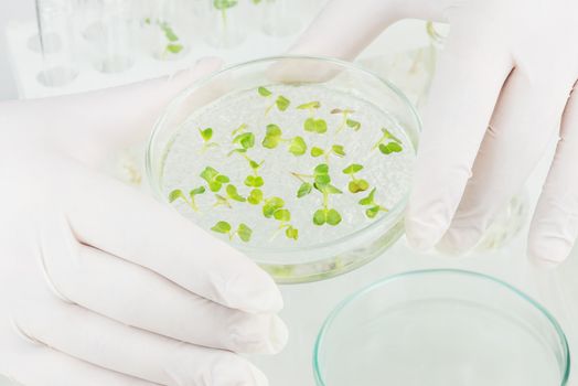 Two arms in rubber gloves holding a petri dish with cloned vegetables in laboratory