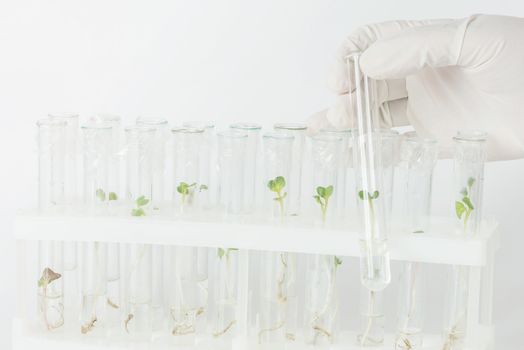 Hand in rubber glove holding a test-tube with biological material closeup  in the laboratory