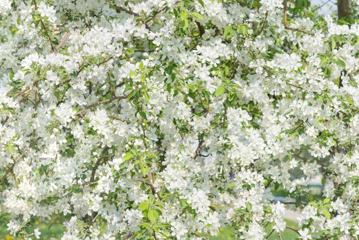 Natural background of a variety of flowers blooming apple trees in the spring garden