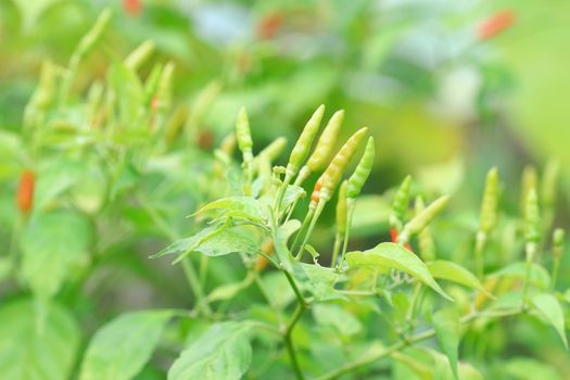 Green chilli in organic farm of chili organic garden in Thailand.