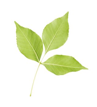 Branch of maple with green leaves, isolated on white background