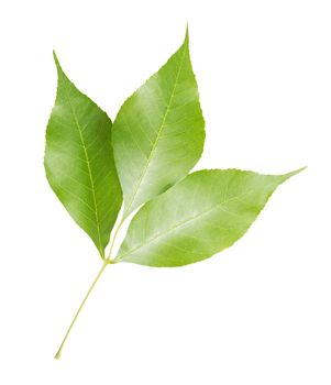 Branch of maple with green leaves, isolated on white background