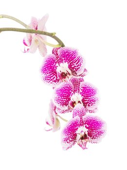Beautiful red spotted orchid flower with a bud  isolated on a white background