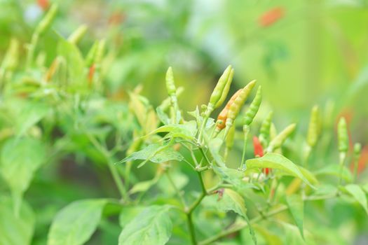 Green chilli in organic farm of chili organic garden in Thailand.