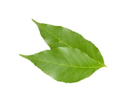 Two maple green leaves isolated on white background