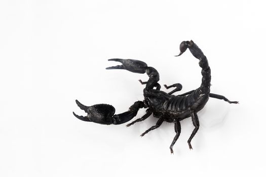 Young scorpion isolated on white background.