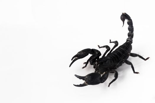 Young scorpion isolated on white background.