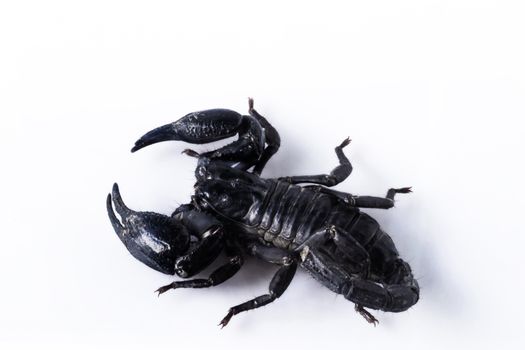 Young scorpion isolated on white background.