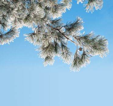 Pine branch with needles covered with dense hoarfrost against the blue sky