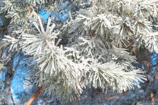 Winter background: pine branches with needles covered with dense hoarfrost close up