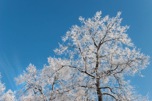 Winter trees covered with white frost, against the clear blue sky