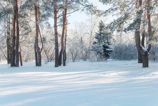 Winter park with snow-covered pine trees at clear frosty morning