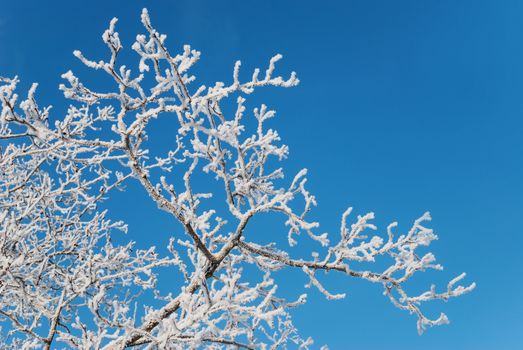 Beautiful winter background: tree branches covered with white hoarfrost against a blue sky