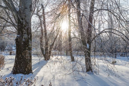 Winter park with snow-covered trees at clear frosty morning