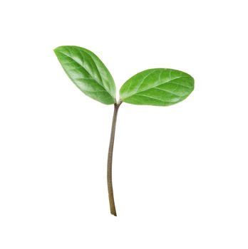 Young sprout with two green leaflets isolated on a white background