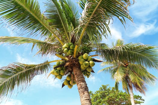 Fresh young coconut on tree with blue sky.