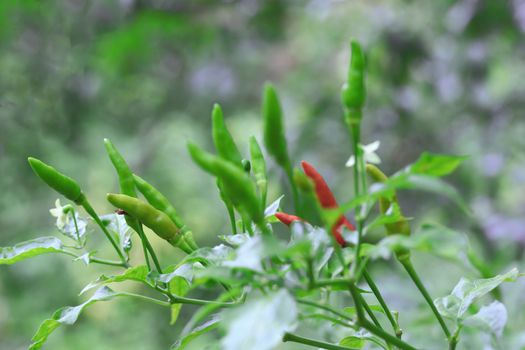 Green chilli in organic farm of chili organic garden in Thailand.