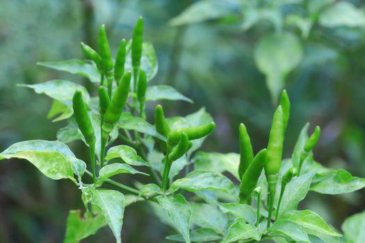 Green chilli in organic farm of chili organic garden in Thailand.