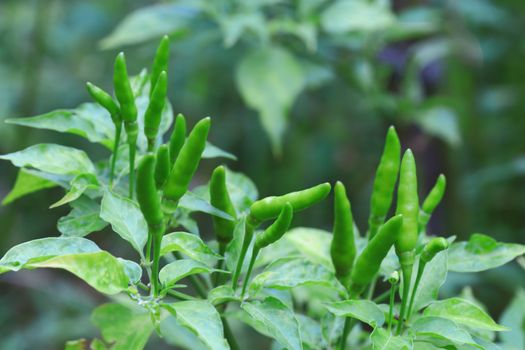 Green chilli in organic farm of chili organic garden in Thailand.