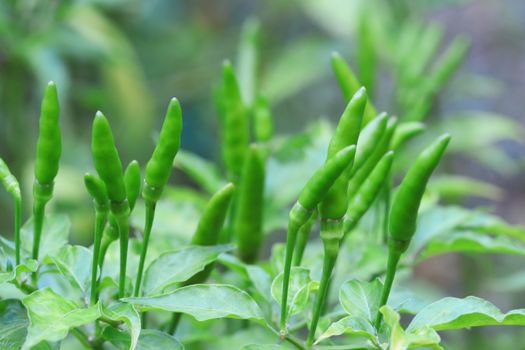 Green chilli in organic farm of chili organic garden in Thailand.