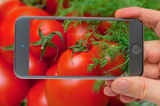 Fresh vegetables. Ingredients for cooking. Tomatoes in the smartphone screen.