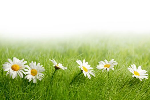 White daisy flowers in green grass isolated on white background
