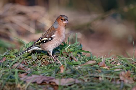 Close-up of a Chaffinch (fringilla coelebs)