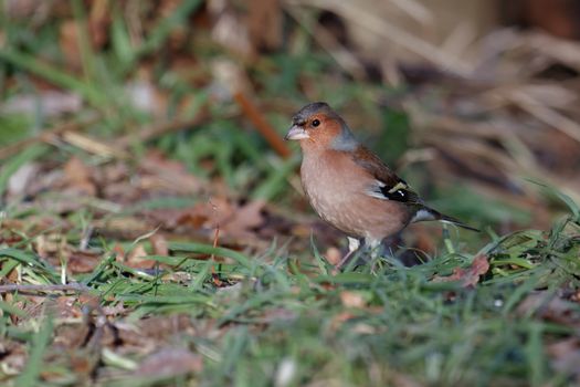 Chaffinch (fringilla coelebs)