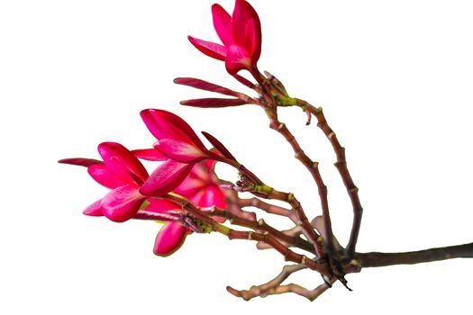 The pink Plumeria Flower Blooming Outdoors isolated on white background