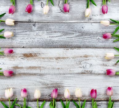 Mothers Day or Easter holiday concept with pink tulip box shaped border on white rustic wood  