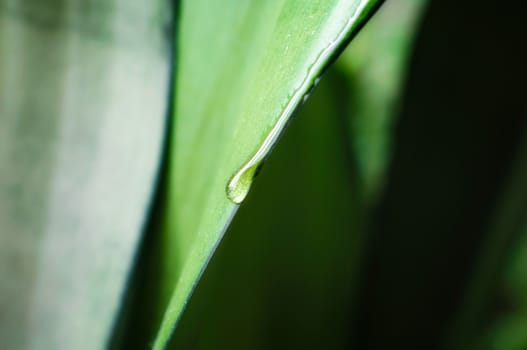 drop of dew on a fresh green leaf of a plant macro spring background