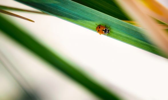 small red spotted beetle sits on a green leaf of a plant spring background nature close up