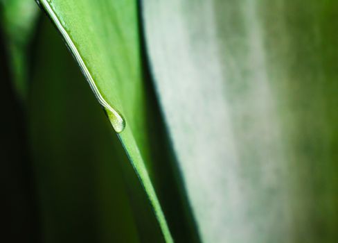 drop of dew on a fresh green leaf of a plant macro spring background close up