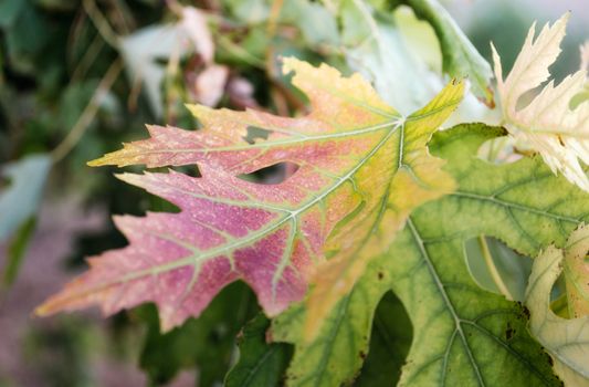 yellow and green maple leaf closeup colored autumn background