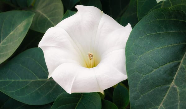 white delicate blooming flower and green leaves closeup garden flora background