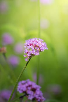 The background image of the colorful flowers, background nature