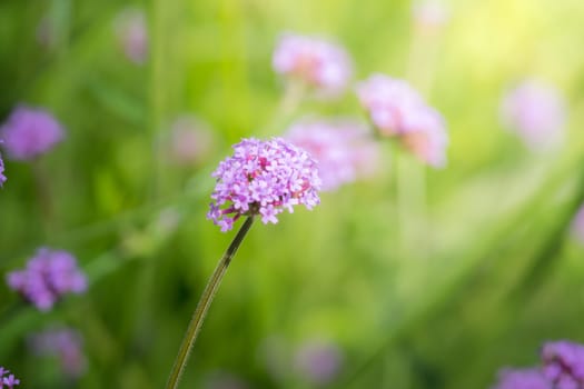 The background image of the colorful flowers, background nature