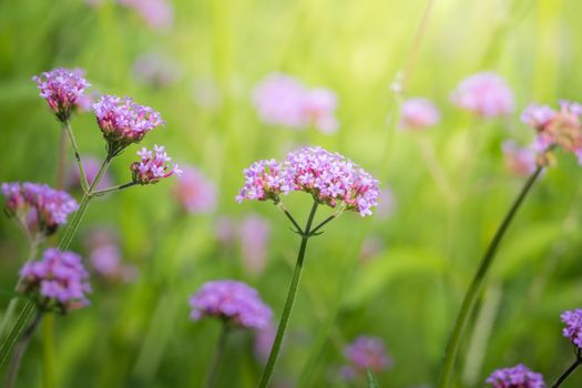 The background image of the colorful flowers, background nature