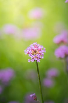 The background image of the colorful flowers, background nature