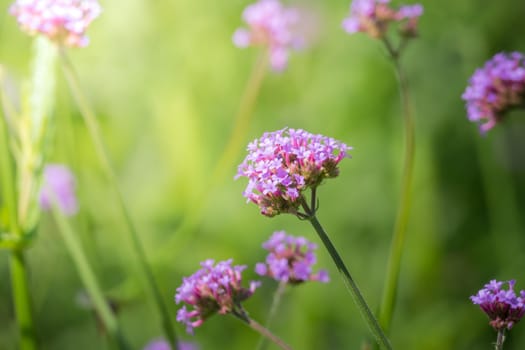 The background image of the colorful flowers, background nature