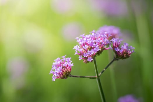 The background image of the colorful flowers, background nature