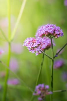 The background image of the colorful flowers, background nature