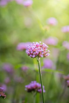 The background image of the colorful flowers, background nature