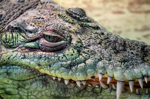 crocodile head with toothy mouth and green eye close up on a yellow background