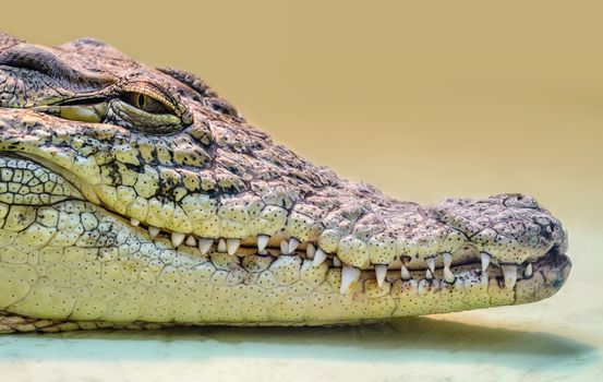 crocodile head with toothy mouth and yellow eye isolated close up on a 
yellow background