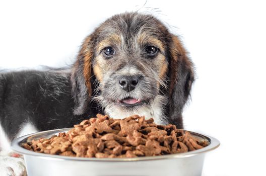 shaggy puppy mongrel with a metal bowl of dry food