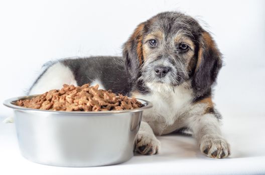 shaggy puppy mongrel with a metal bowl of dry food