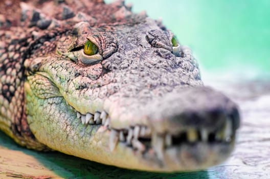 crocodile head with toothy mouth and yellow eye close up on a green background