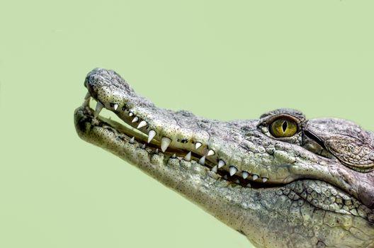 crocodile head with toothy mouth and yellow eye isolated close up on a green background
